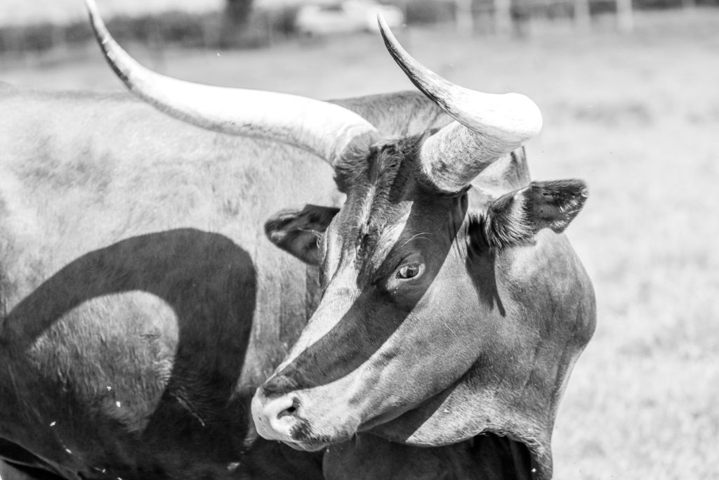 Analyst Says The Bull Run Isn’t Over Analyst Says The Bull Run Isn’t Over